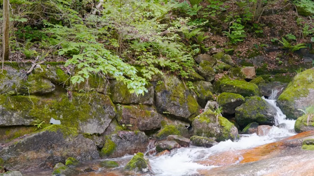 A serene forest stream with mossy rocks