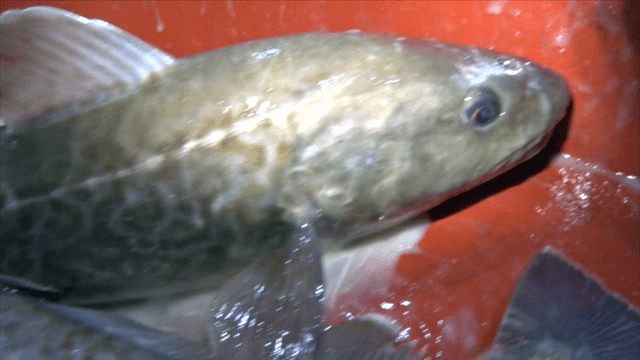 Cods stored in red container