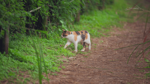Calico cat walking along a forest path