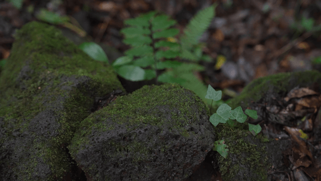 Moss covering basalt rocks