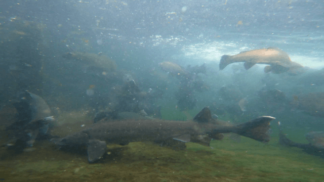 Trout t swimming energetically in clear water