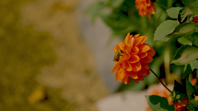 Bee on a vibrant orange flower
