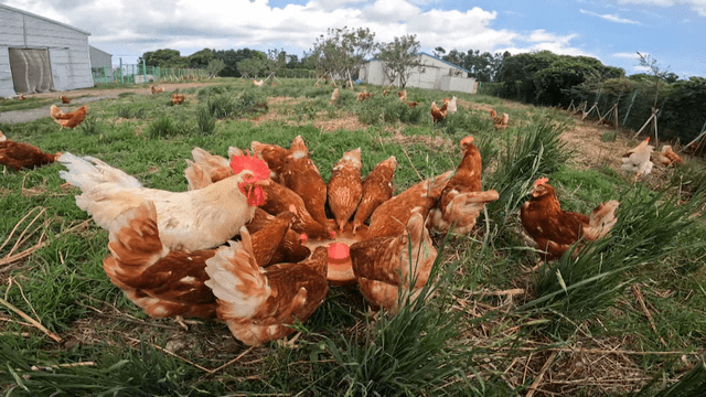 개방형 양계장에서 먹이를 먹고 있는 닭들