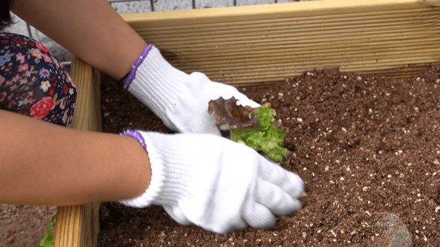Farmer planting lettuce seedlings in the garden flower bed
