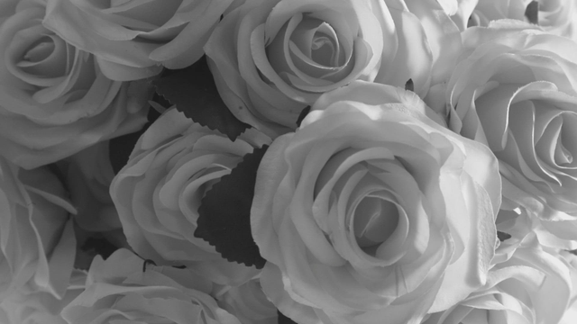 A bouquet of roses in full bloom
