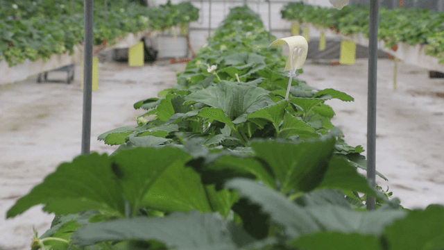Greenhouse with rows of lush plants