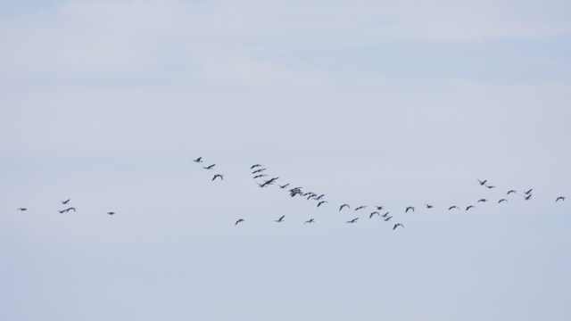 구름 낀 하늘을 날아가는 새 떼