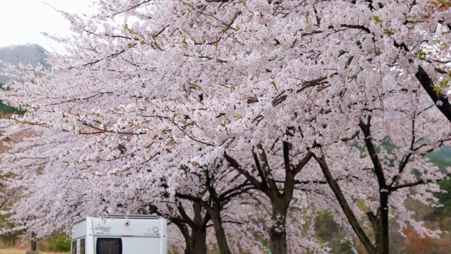Cherry blossoms in full bloom with a camper