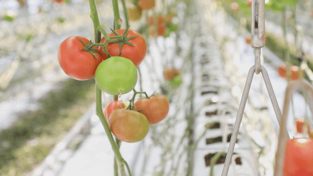 Tomatoes growing in a greenhouse