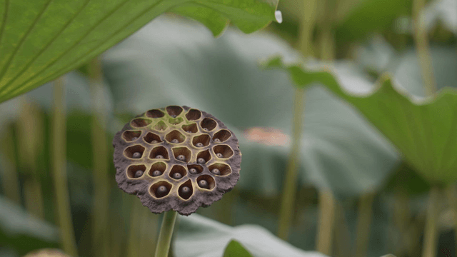 Lotus seed pod among green leaves