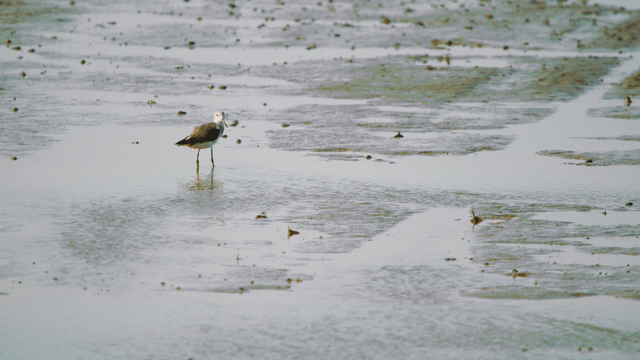 Sandpiper standing in the shallow tidal wetland