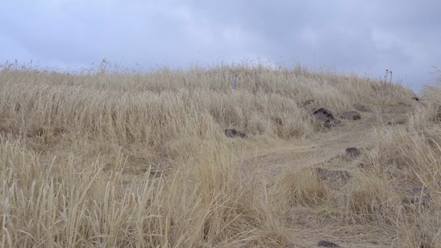 A vast field of tall dry grass under a cloudy sky
