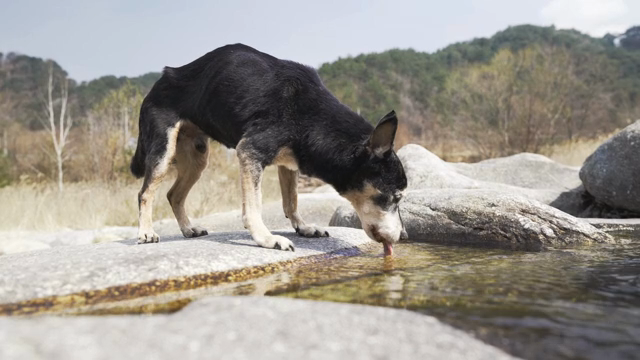 개가 시냇가에서 물을 마시는 모습