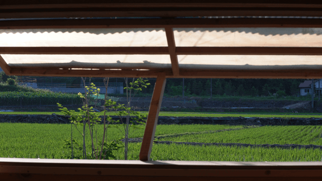 Green rice field seen through wooden window