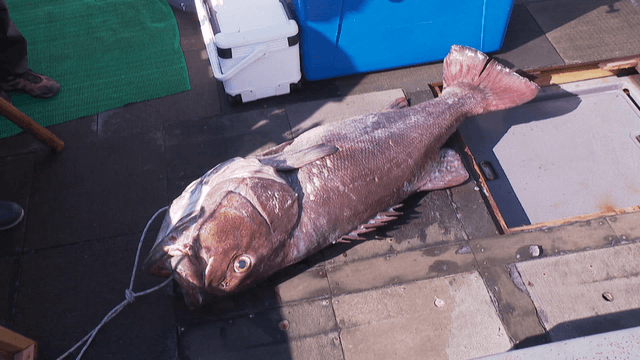 Large fish on a boat deck