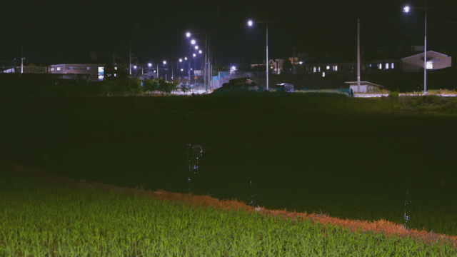 Night view of a rice field with streetlights