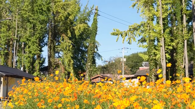 A field of vibrant flowers near a village