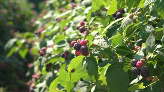 Ripe black raspberry on a sunny day