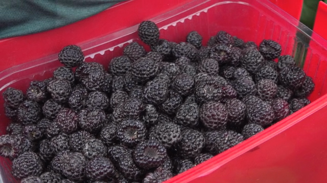 Fresh black raspberries in a red container