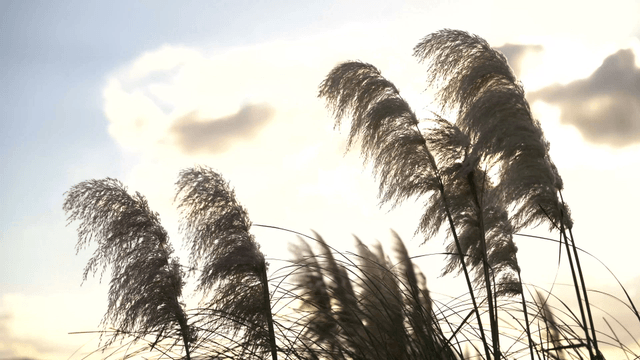 부드러운 바람에 흔들리는 키 큰 갈대