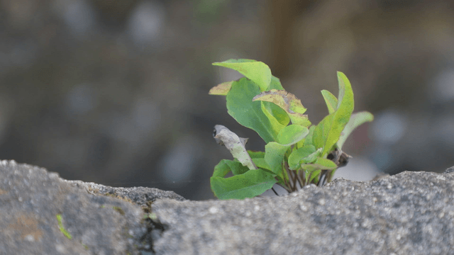 Small plant growing on a stone surface