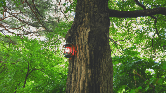 A lantern hanging on a tree in a forest