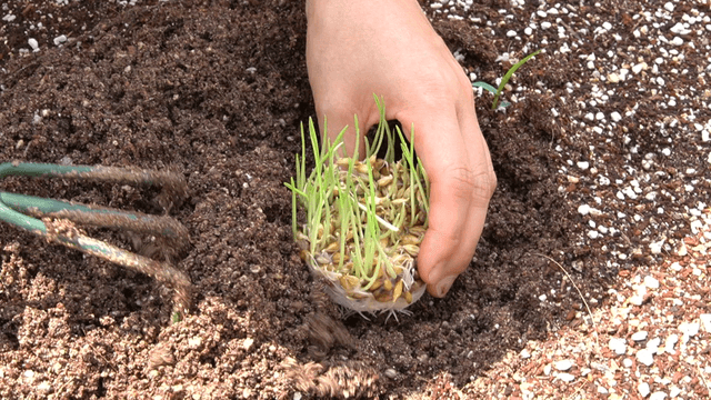 Hand transplanting grown barley sprouts into the field