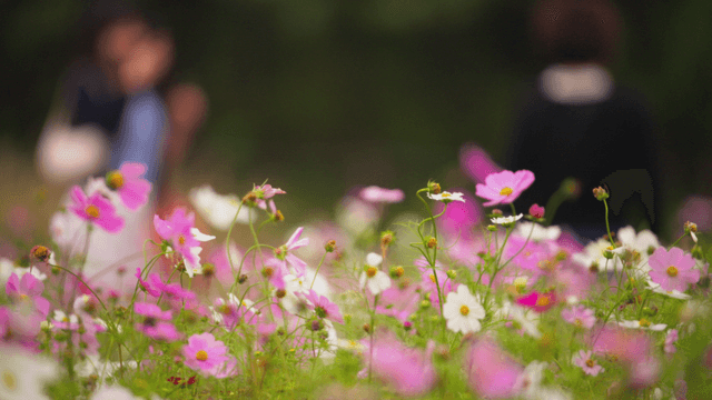 Colorful cosmos flowers in front of photographers
