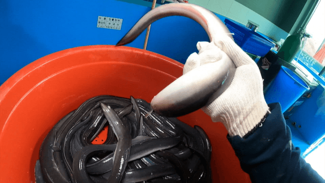 Eels being handled in red bucket