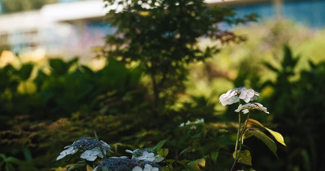 Hydrangeas blooming in a lush garden