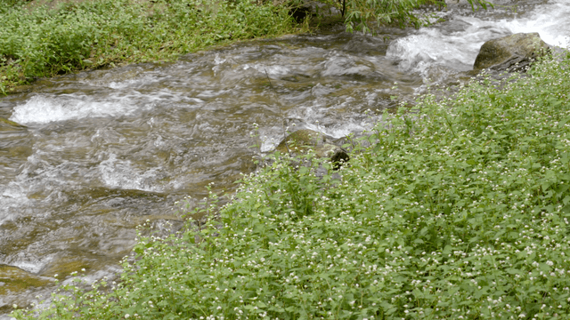 녹지로 둘러싸인 물살이 쎈 계곡