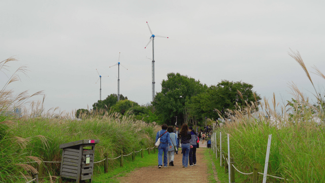 People walking along an autumn silver grass path with wind turbines