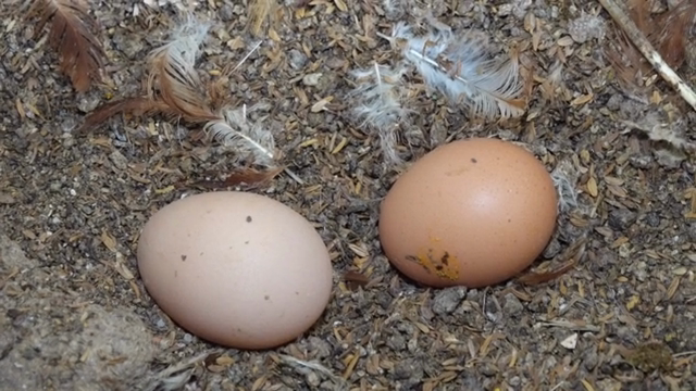 Two eggs resting on a bed of feathers