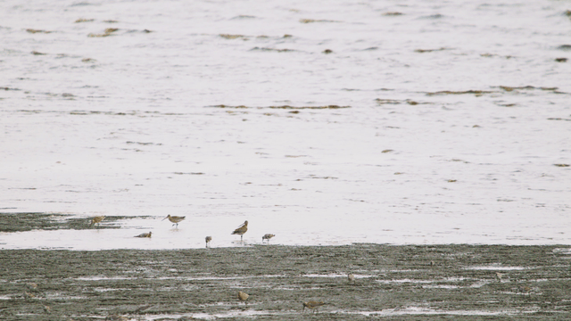 새들이 먹이를 찾아 드는 갯벌