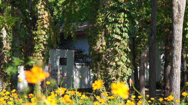 A peaceful garden with vibrant flowers