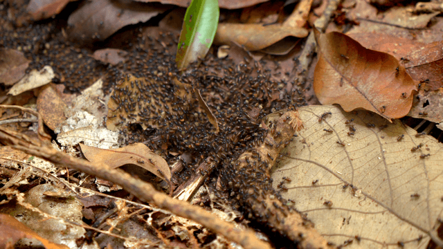 Ants crawling over fallen leaves