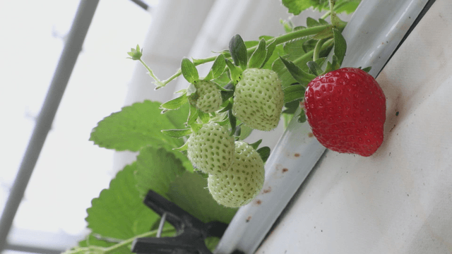 Strawberries ripening on the vine