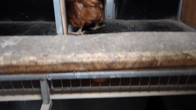 A hen laying eggs in a coop