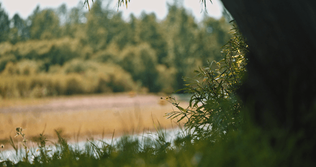 A serene riverside with lush greenery