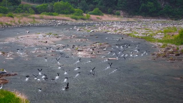 Birds flying over a rocky river