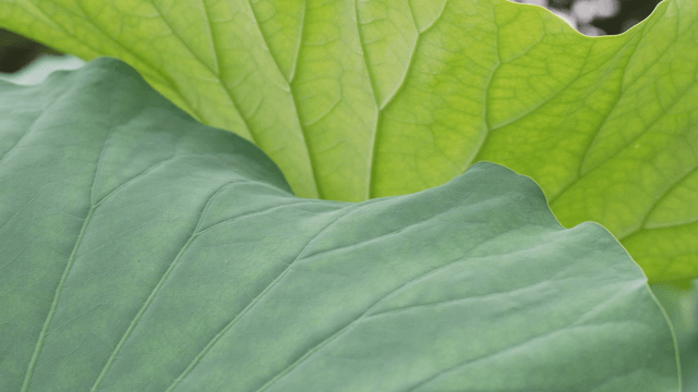 Close-up of overlapping green lotus leaves