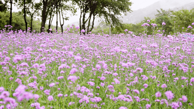 Field filled with blooming purple flowers