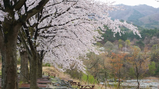 Cherry blossoms in full bloom by the river