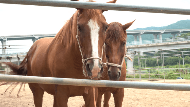 울타리 안에 서 있는 갈색 말