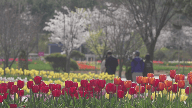 Colorful garden with blooming tulips