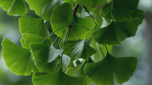 Green ginkgo leaves swaying in wind