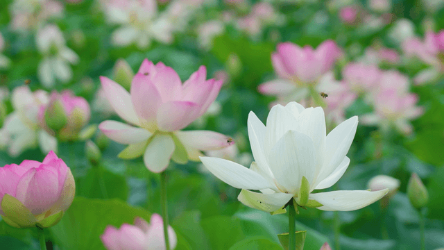 Lotus flowers blooming in a lush garden