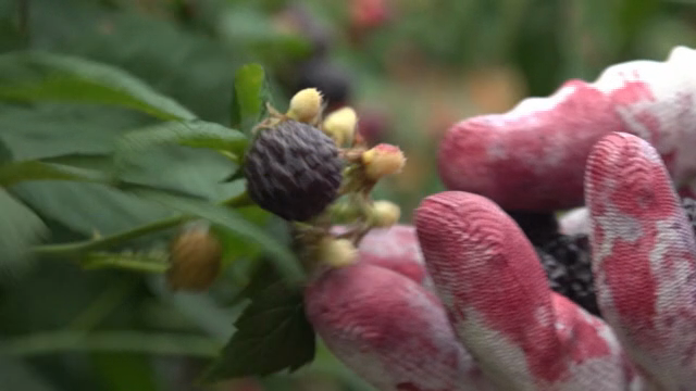Black raspberries being harvested by hand