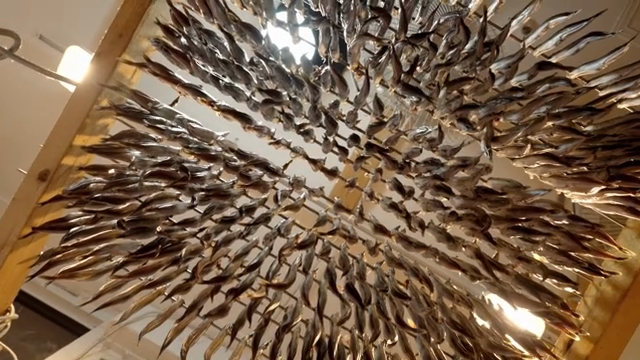 Fish hanging indoors for drying