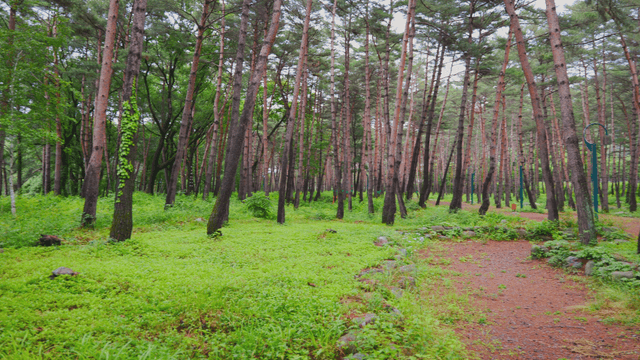 A lush green forest with tall trees
